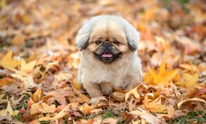 デリケートゾーンの黒ずみを解消するために病院で受けられる治療は？