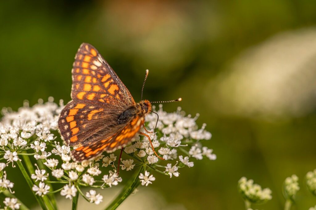 デリケートゾーンの黒ずみを解消するクリームはメンズにも効果的ですか？