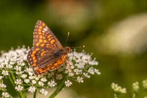 ピューレパールでデリケートゾーンの黒ずみを改善する方法は？