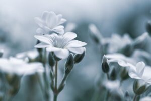 デリケートゾーンの黒ずみ治療に保険適用はあるの？